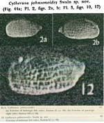 Cytherura johnsonoides Swain, 1967 from the original description