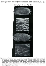 Semicytherura reticuliforma Ishizaki & Günther, 1974 from the original description
