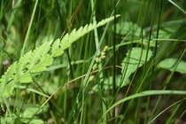 Habitat of Carex canescens L.
