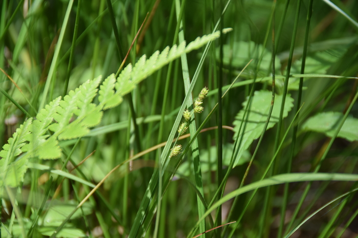Habitat of Carex canescens L. Habitat of Carex canescens L.