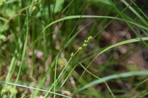 Habitat of Carex canescens L.