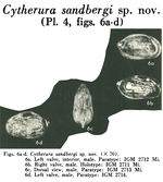 Cytherura sandbergi Morales, 1966 from the original description