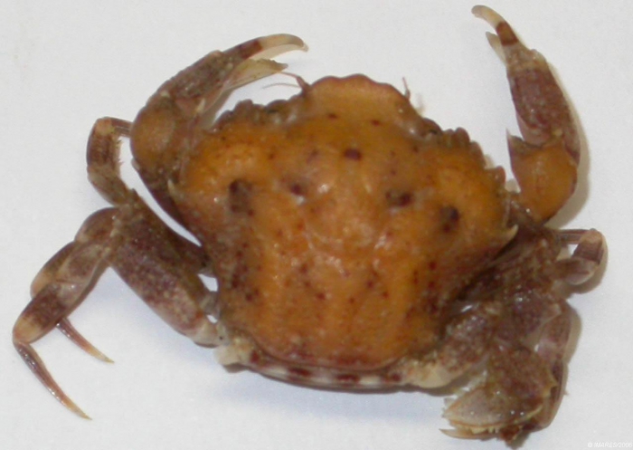 Liocarcinus pusillus (Leach, 1815) Liocarcinus pusillus (Leach, 1815)