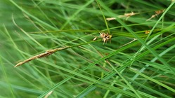 Habitat of Carex vesicaria L.