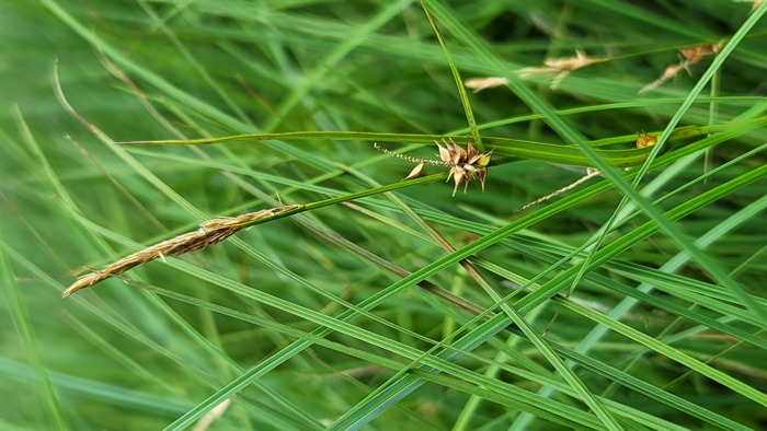 Habitat of Carex vesicaria L. Habitat of Carex vesicaria L.