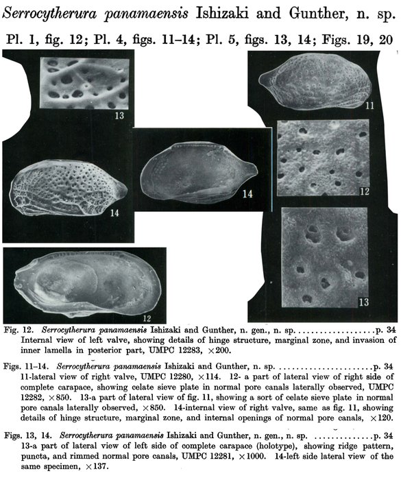 Serrocytherura panamaensis Ishizaki &amp; Gunther, 1974 from the original description