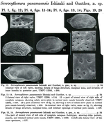 Serrocytherura panamaensis Ishizaki & Gunther, 1974 from the original description