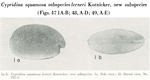 Cypridina squamosa lerneri Kornicker, 1958 from the original description