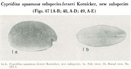 Cypridina squamosa lerneri Kornicker, 1958 from the original description