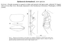 Spelaeoecia bermudensis Angel & Iliffe, 1987 from the original description