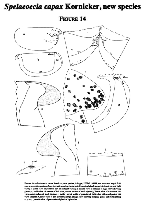Spelaeoecia capax Kornicker, Yager &amp; Williams, 1990 from the original description