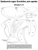 Spelaeoecia sagax Kornicker, Yager & Williams, 1990 from the original description