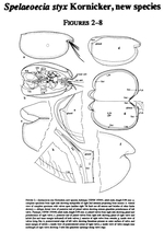 Spelaeoecia styx Kornicker, Yager & Williams, 1990 from the original description