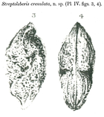 Streptoleberis crenulata Brady, 1890 from the original description