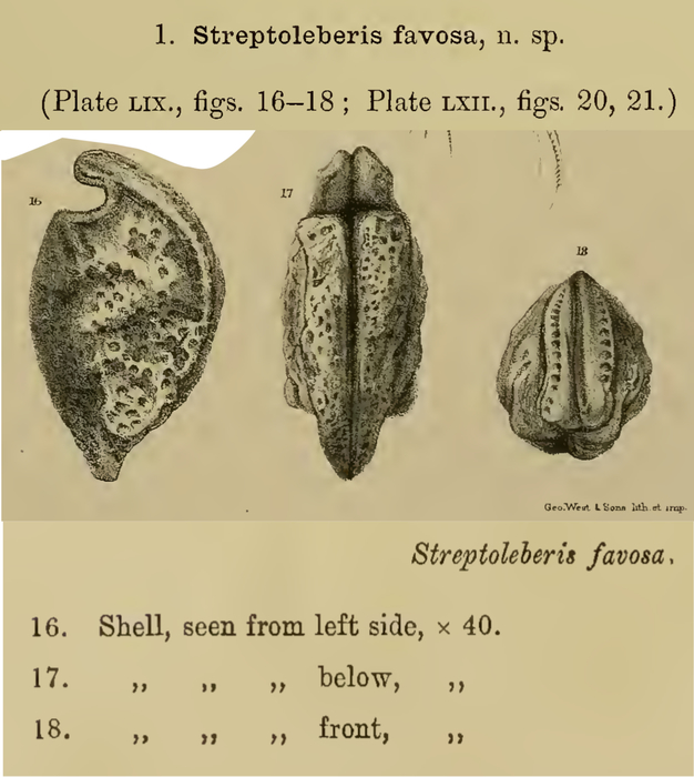 Streptoleberis favosa Brady &amp; Norman, 1896 from the original description