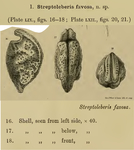 Streptoleberis favosa Brady & Norman, 1896 from the original description