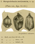 Streptoleberis rectirostris Brady & Norman, 1896 from the original description