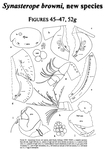 Synasterope browni Kornicker & Iliffe, 2000 from the original description