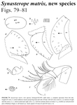 Synasterope matrix Kornicker, Iliffe & Harrison-Nelson, 2007 from the original description