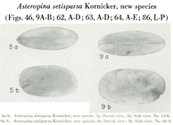 Asteropina setisparsa Kornicker, 1958 from the original description