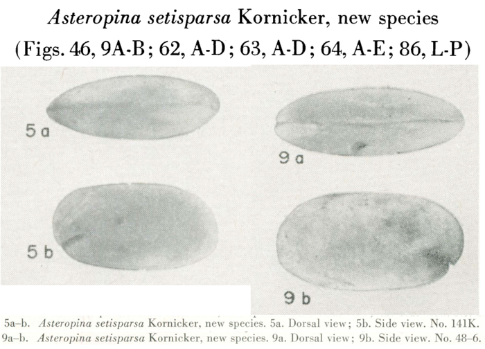 Asteropina setisparsa Kornicker, 1958 from the original description