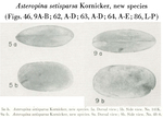 Caribbean Ostracoda