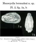 Munseyella bermudezi Bold, 1966 from the original description