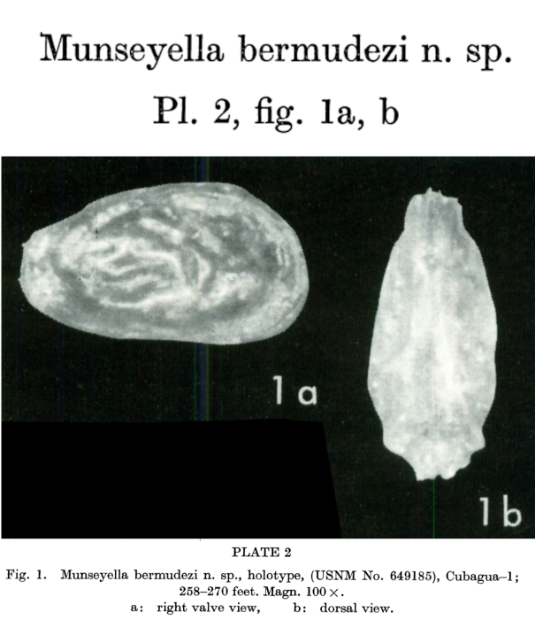Munseyella bermudezi Bold, 1966 from the original description
