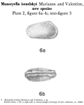 Caribbean Ostracoda