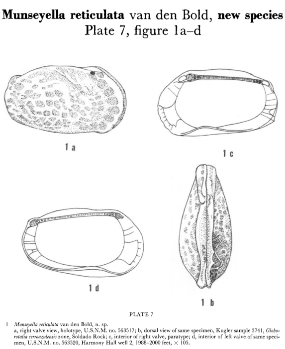 Munseyella reticulata Bold, 1960 from the original description