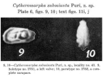 Caribbean Ostracoda