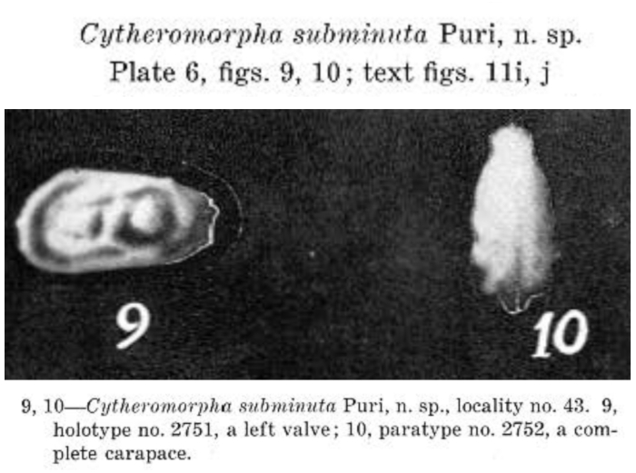 Cytheromorpha subminuta Puri, 1954 from the original description