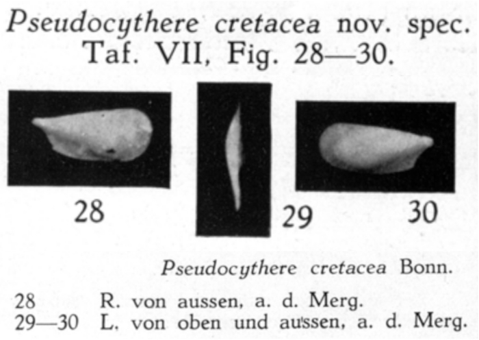 Pseudocythere cretacea Bonnema, 1941 from the original description