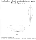 Pseudocythere cubensis Bold, 1960 from the original description