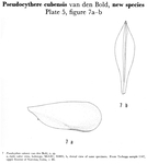 Pseudocythere cubensis Bold, 1960 from the original description