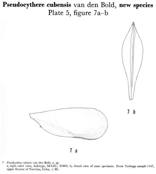 Pseudocythere cubensis Bold, 1960 from the original description