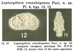 Caribbean Ostracoda