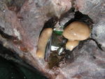 Paratype UPSZTY 190226