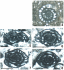 Plectofusulina manzanensis Vachard, Krainer & Lucas, 2013