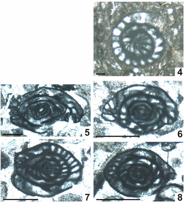Plectofusulina manzanensis Vachard, Krainer &amp; Lucas, 2013