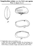 Campylocythere striata Bold, 1957 from the original description