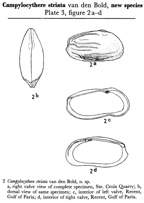 Campylocythere striata Bold, 1957 from the original description