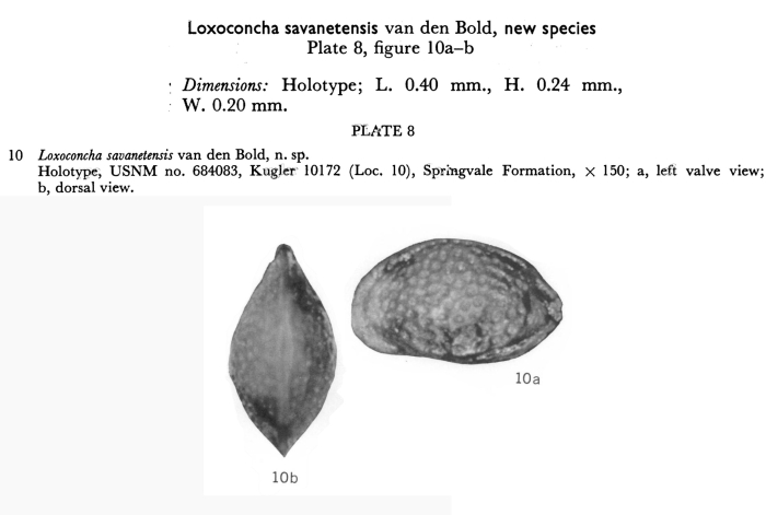 Loxoconcha savanetensis  Bold, 1963  from original description