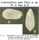 Leptocythere yoni Puri, 1960 from the original description