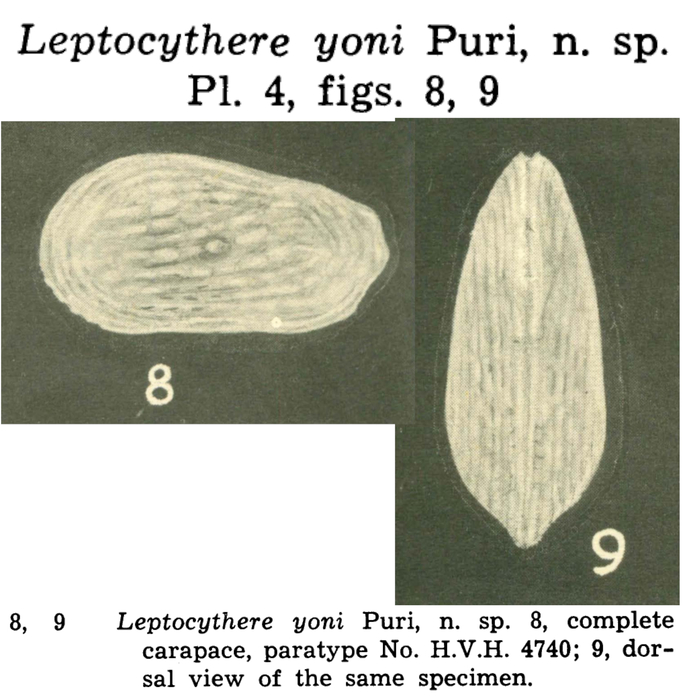 Leptocythere yoni Puri, 1960 from the original description