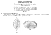 Loxoconcha wagneri  Bold, 1960  from original description