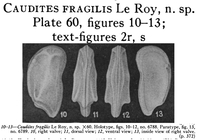 Caudites fragilis LeRoy, 1943 from the original description