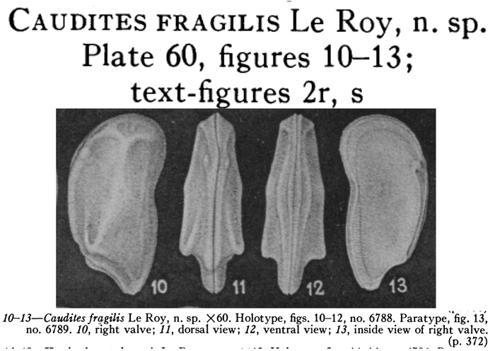 Caudites fragilis LeRoy, 1943 from the original description