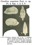 Caudites angulata Puri, 1960 from the original description