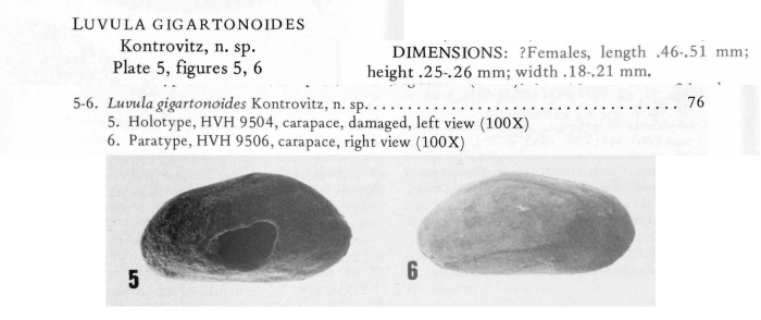 Luvula gigartonoides  Kontrovitz, 1976 from original description